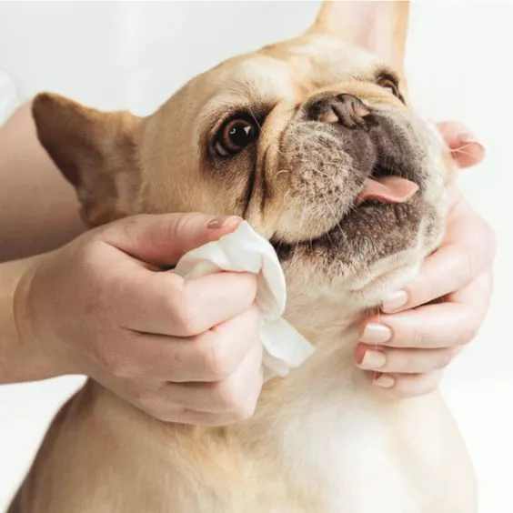 Pet Ubmění pro cestování: Must-Have položka pro péči o domácí mazlíčky